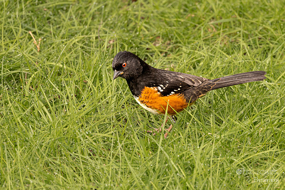 Spotted Towhee Sparrow