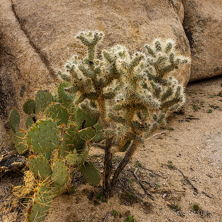 Barker Dam Trail- Beavertail Prickly Pear (left) and Teddy-bear cholla cactus (right)