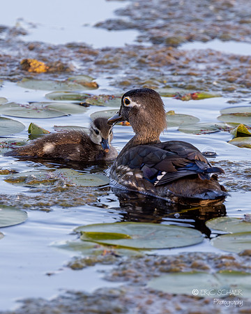 Wood Ducks- Female and baby