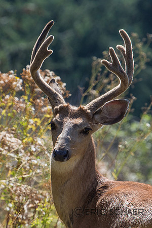 Norwood Deer- Bellevue WA