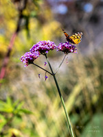 Bellevue Botanical Gardens