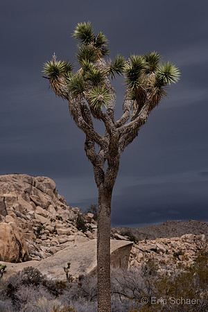 Joshua Tree