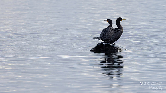 Double-crested Cormorant