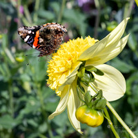 Bellevue Botanical Gardens