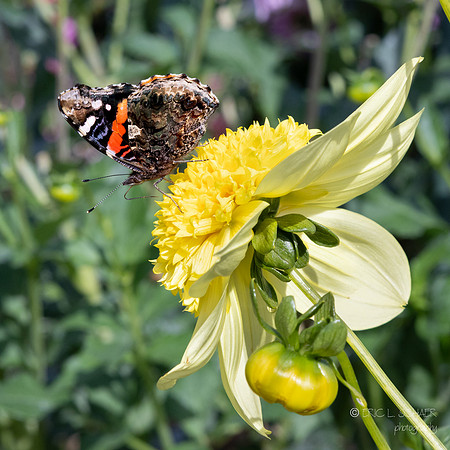 Bellevue Botanical Gardens