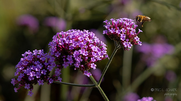 Bellevue Botanical Gardens