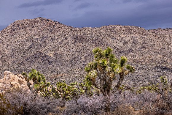 Joshua Tree- Landscape