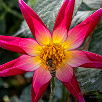 Bellevue Botanical Gardens