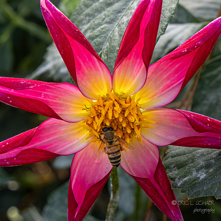 Bellevue Botanical Gardens