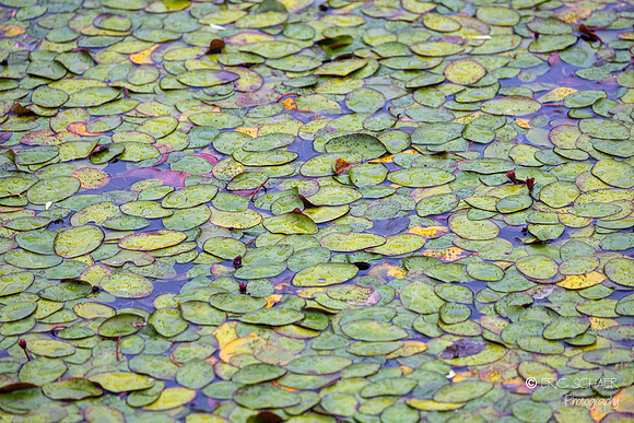 Lilly Pond