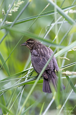 Female Red-winged Blackbird