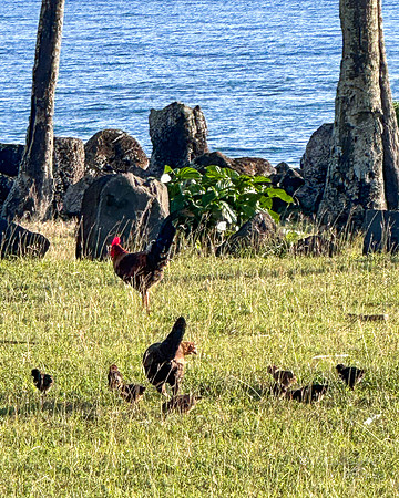 I-Phone: Hikinaakala Heiau Sacred Site: Lydgate Beach Park- Kapa'a