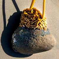 California- Morro Bay Rock 1