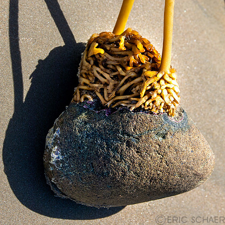 California- Morro Bay Rock 1