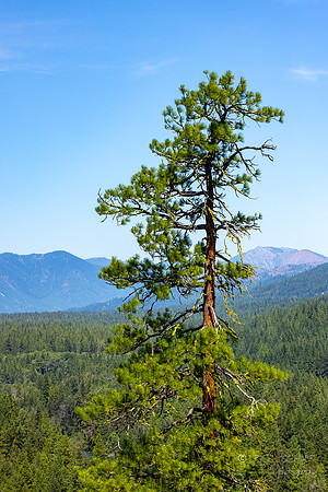 Suncadia
