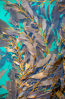 California- Avila Kelp