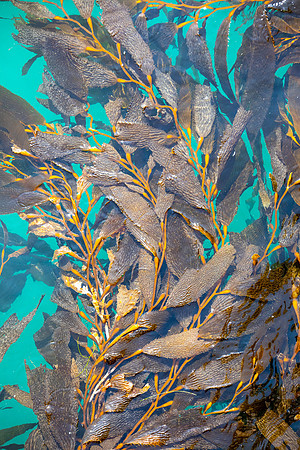 California- Avila Kelp