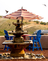 2021, Bird Bath, Birds, California, Central Coast, Manucci Winery, Paso Robles, Wild Coyote Winery