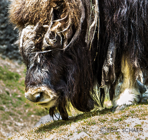 Musk Ox- Pt Defiance Zoo WA
