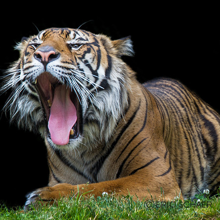 Tiger Yawn-Pt Defiance Zoo WA.