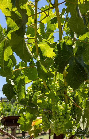 Duckhorn Vineyards - St. Helena Napa Valley California