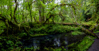 Washington- Hoh Rainforest Pond