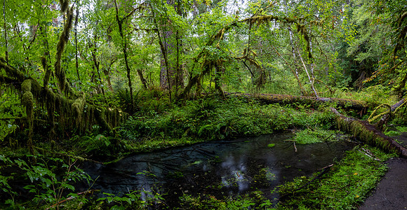 Washington- Hoh Rainforest Pond