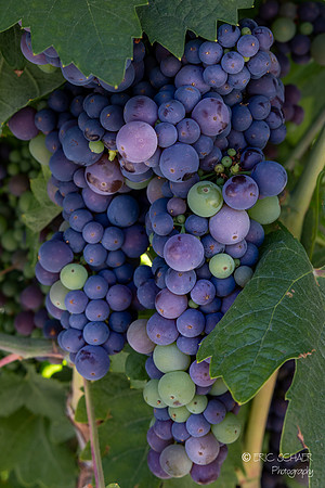 Demonstration Vineyard-Wine & Roses- Lodi California