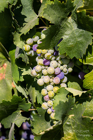 Demonstration Vineyard-Wine & Roses- Lodi California