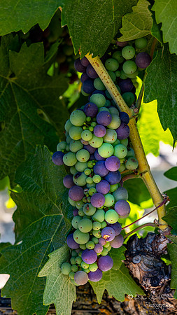 Demonstration Vineyard-Wine & Roses- Lodi California