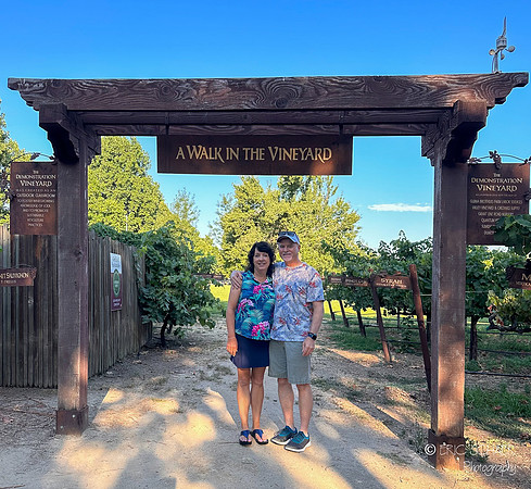 Demonstration Vineyard-Wine & Roses- Lodi California