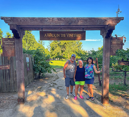Demonstration Vineyard-Wine & Roses- Lodi California