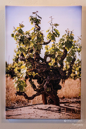 Harney Lane Winery- Lodi California
