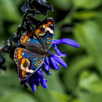 Blue Butterfly