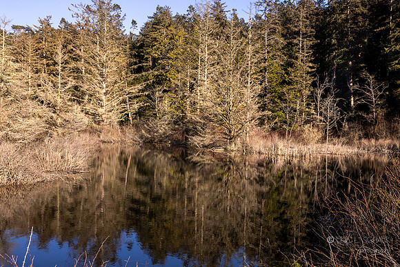 Marsh pond- Lighthouse Point / Pacific NW Trail