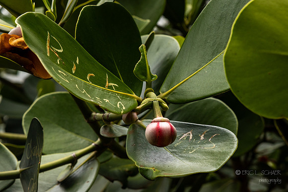 Autograph Tree detail: Noni Fruit on tree- Kilauea Kauai- Real Noni Fruit Farm