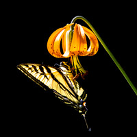 Swallow Tail Butterfly