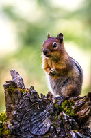 Lake Easton Squirrel