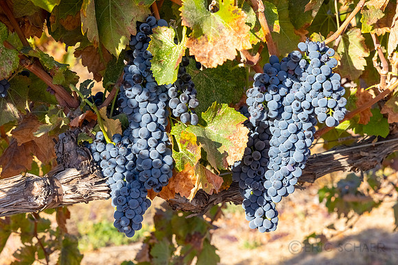 2021, California, Central Coast, Grapes, Manucci Winery, Paso Robles, Wild Coyote Winery