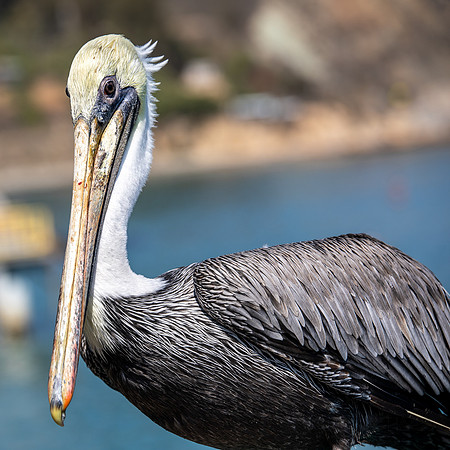 California- Avila Brown Pelican