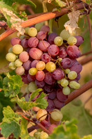 2021, California, Central Coast, Closeup, Grapes, Manucci Winery, Paso Robles, Wild Coyote Winery
