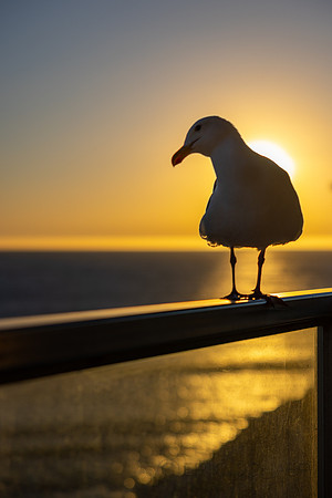 California- Pismo Beach Sunset Gull