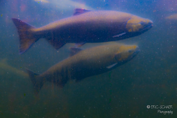 Salmon Fish Ladder Seattle - Ballard Hiram M. Chittenden Locks