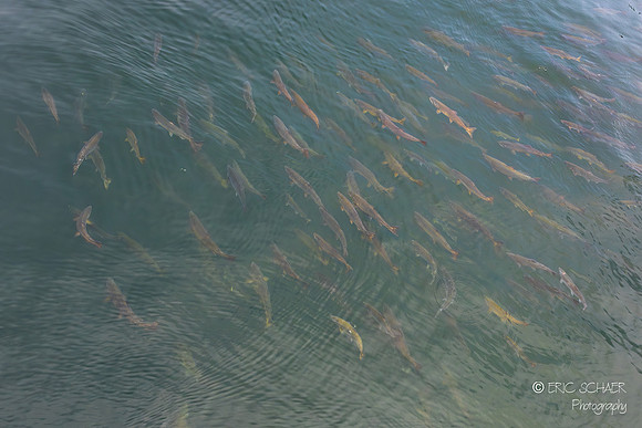 Salmon: Seattle - Ballard Hiram M. Chittenden Locks
