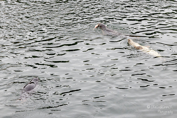 Seattle - Ballard Hiram M. Chittenden Locks