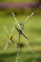 Hawaiian Spider Family