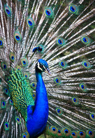 Maui Peacock