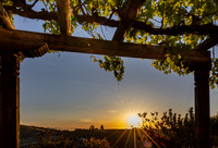 Manucci / Wild Coyote Winery
