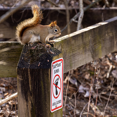 April: Indiana Dunes National Park