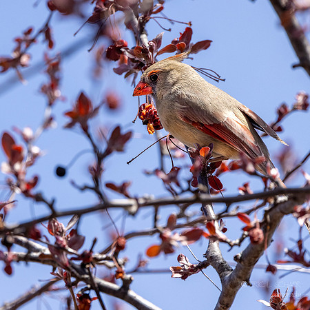 April: Female Northern Cardinal: Chicago Illinois Botanic Garden